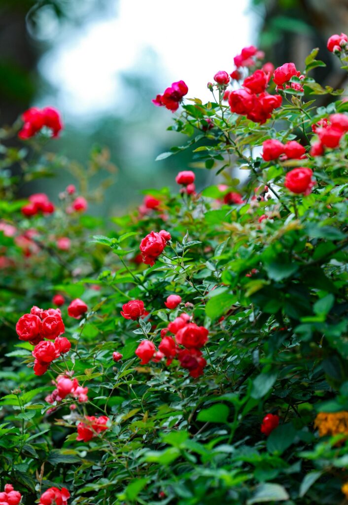 Ooty Rose Garden