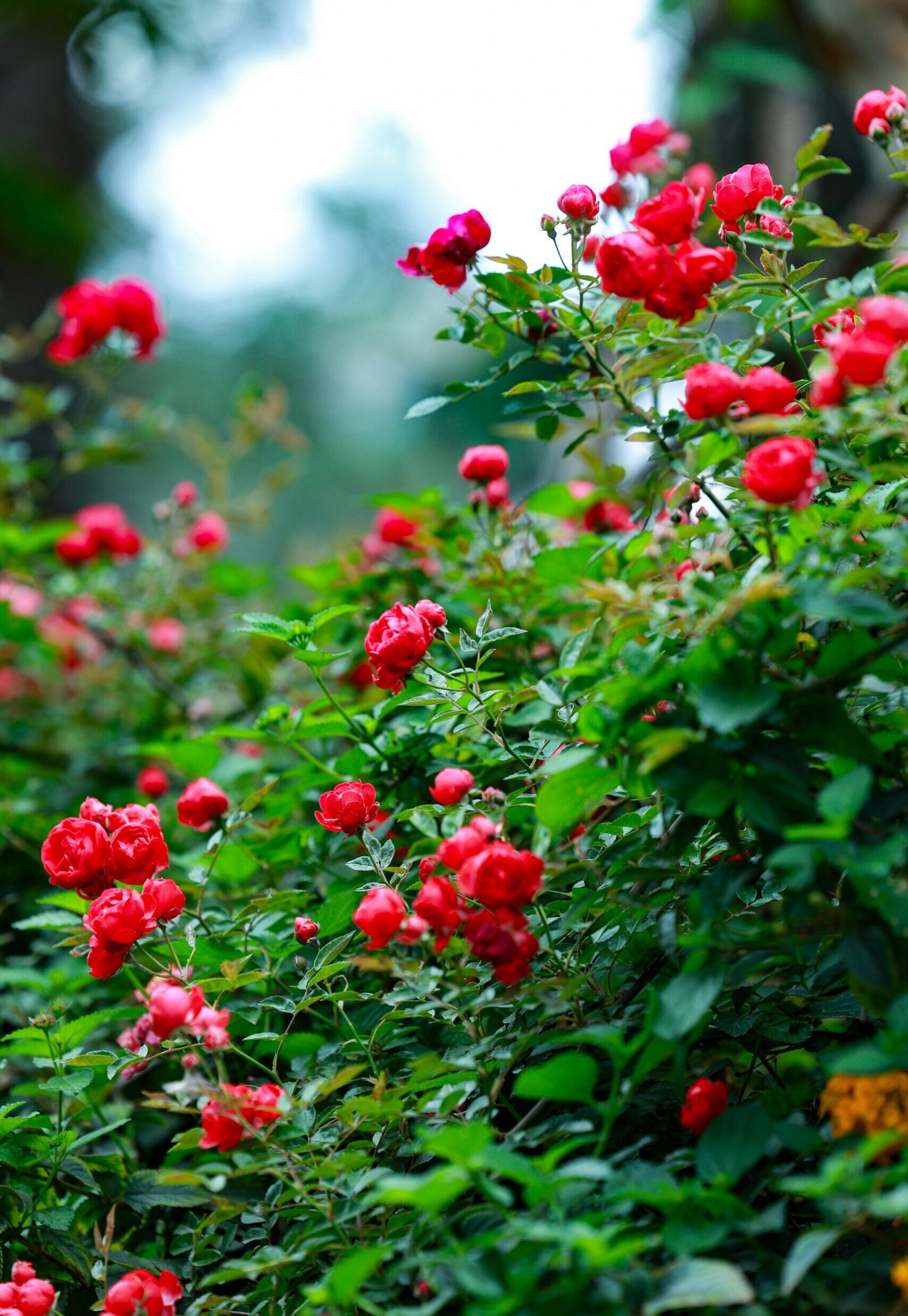 Ooty Rose Garden