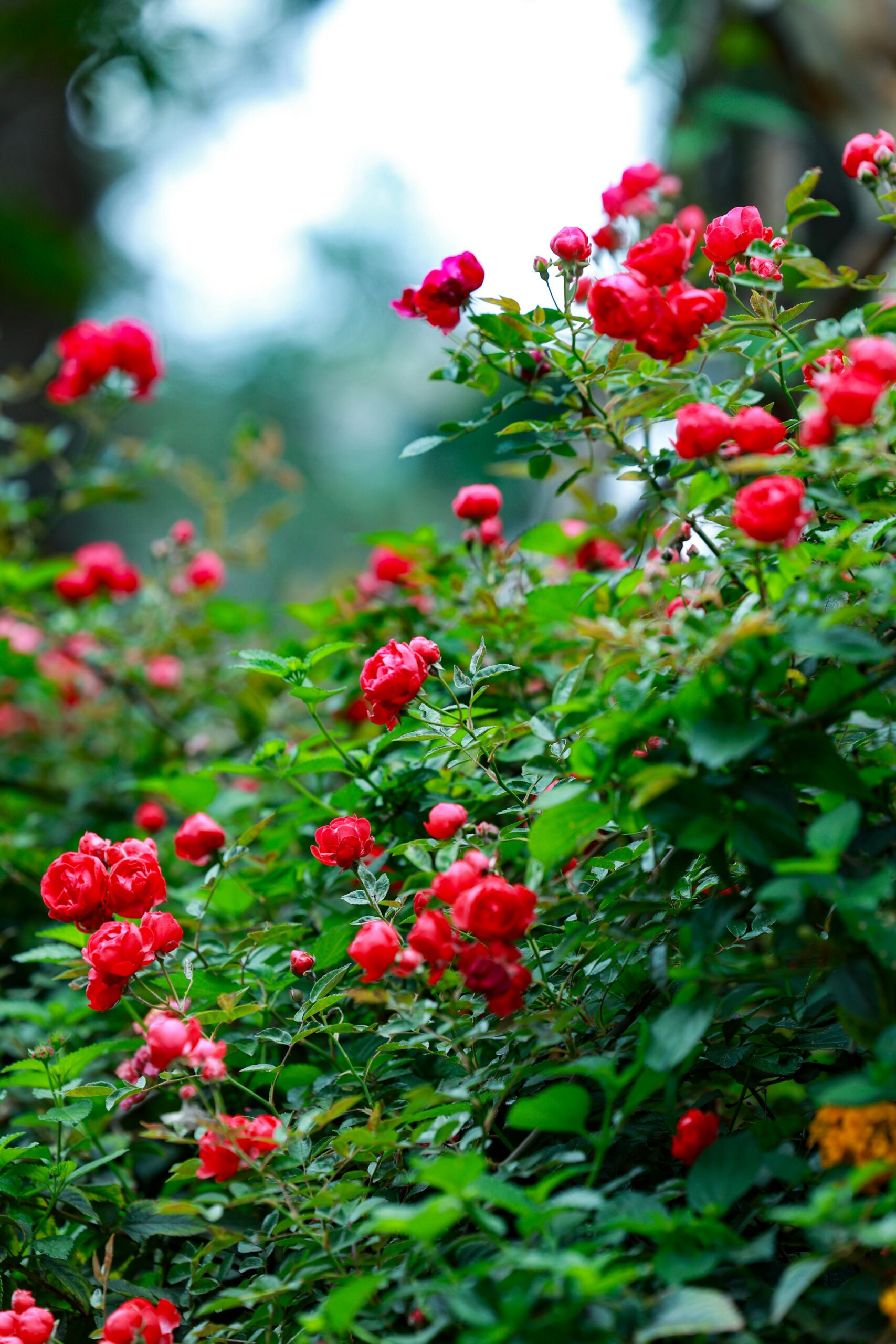 Ooty Rose Garden